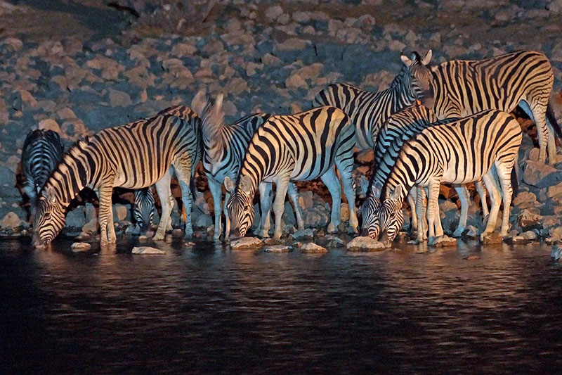 Etosha - Environs d Okaukuejo