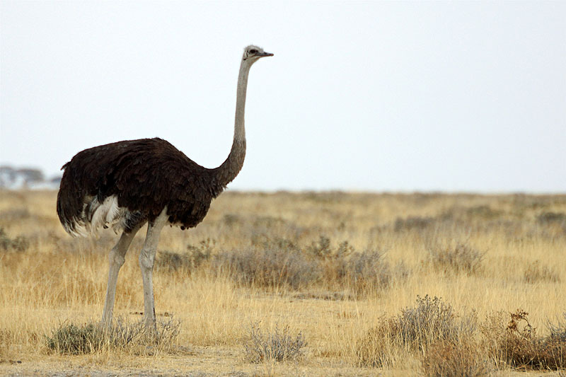 Etosha - Environs d Okaukuejo