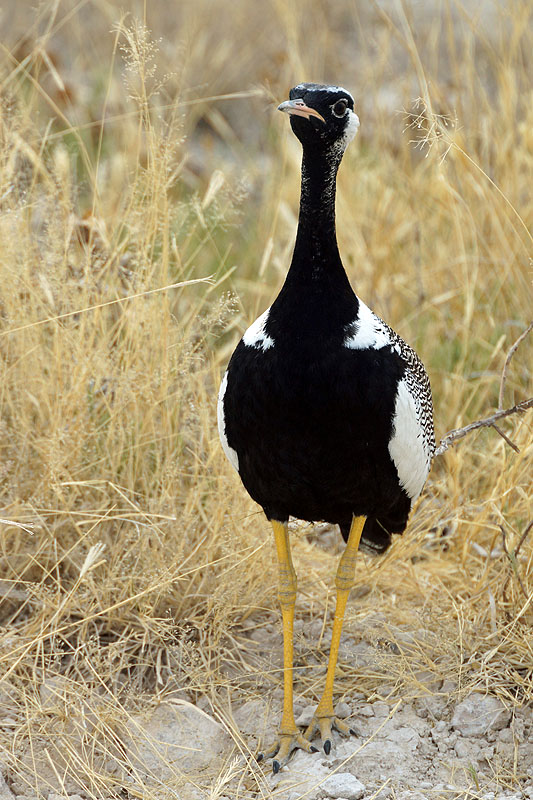 Etosha - Environs d Okaukuejo