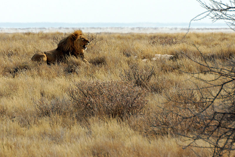 Etosha - Environs d Okaukuejo