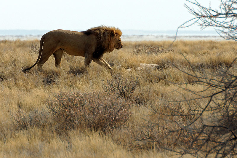 Etosha - Environs d Okaukuejo