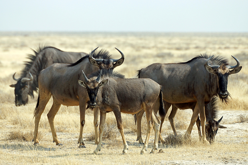 Etosha - Environs d Okaukuejo