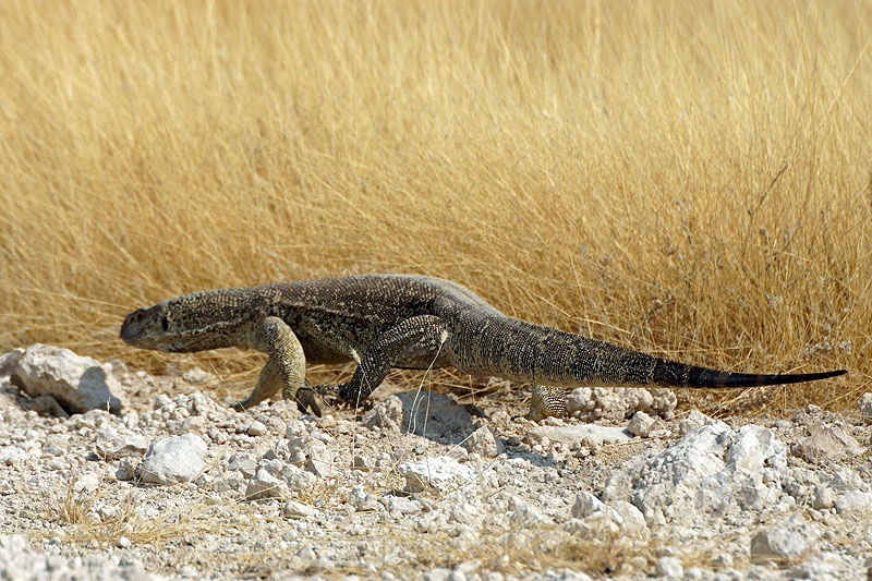 Etosha - Environs d Okaukuejo