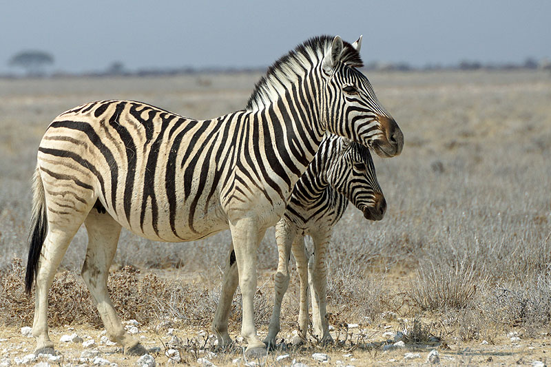 Etosha - Environs d Okaukuejo