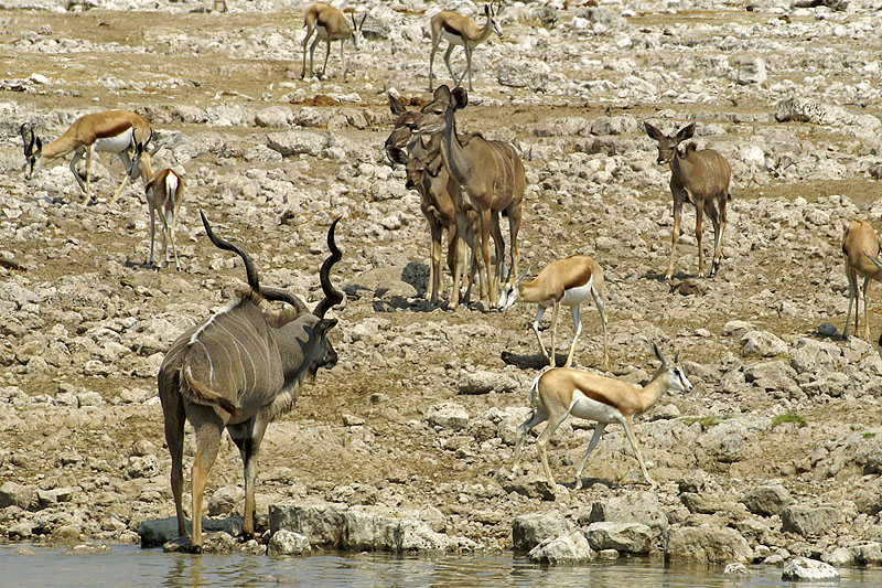 Etosha - Environs d Okaukuejo