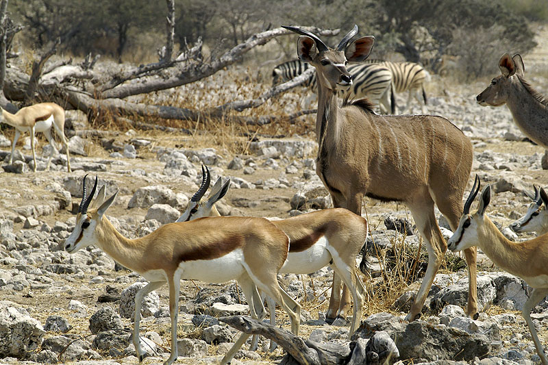 Etosha - Environs d Okaukuejo