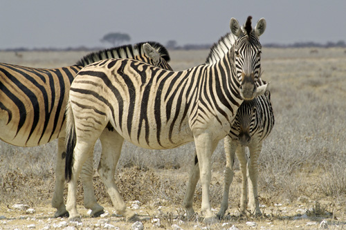 NAMIBIE - Etosha - Environs d Okaukuejo