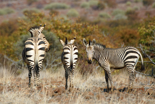 NAMIBIE - Environs de Palmwag - Damaraland