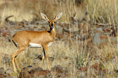 NAMIBIE - Environs de Palmwag - Damaraland