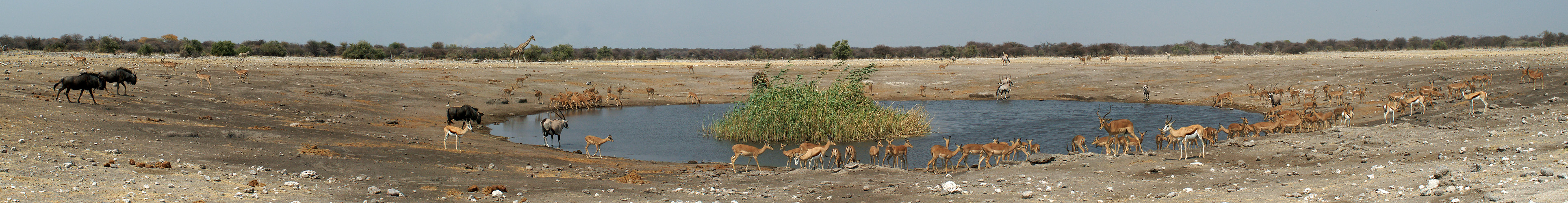 Photo panoramique du point deau de Chudop (Etosha)