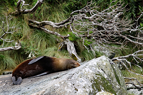 NOUVELLE-ZELANDE - [q]Milford Sound[q]