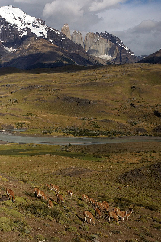 P.N. [q]Torres del Paine[q] - [q]Las Torres[q]