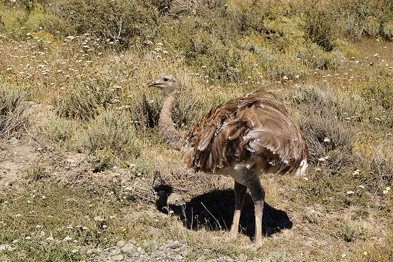 A la sortie du P.N. [q]Torres del Paine[q]