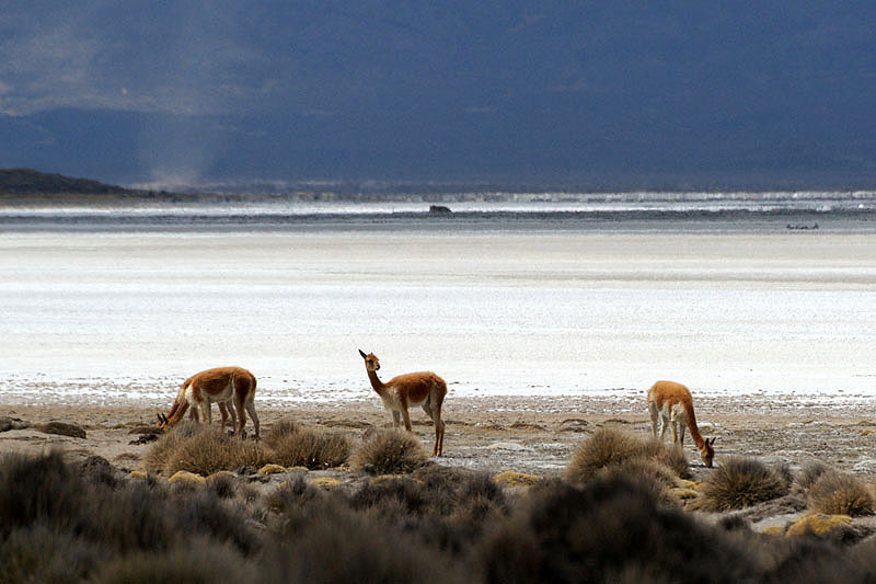 Réserve [q]Salinas y Aguada Blanca[q]