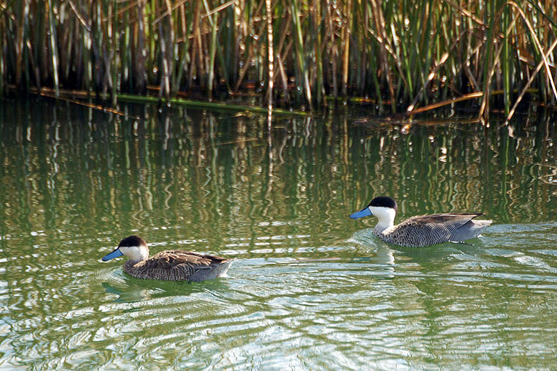 Lac Titicaca