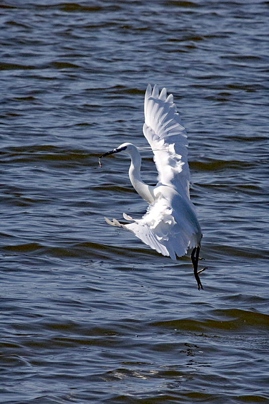 Peyriac de Mer ! - Aigrette garzette