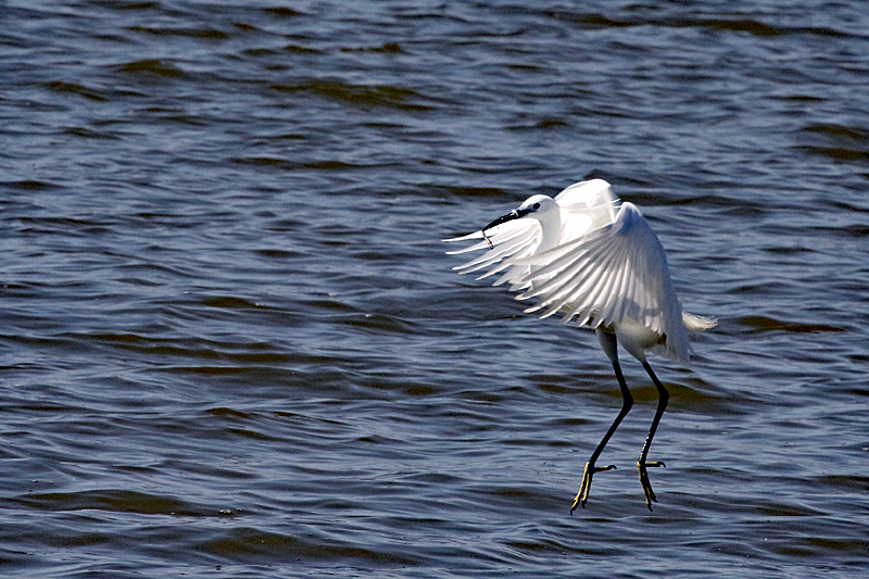 Peyriac de Mer ! - Aigrette garzette