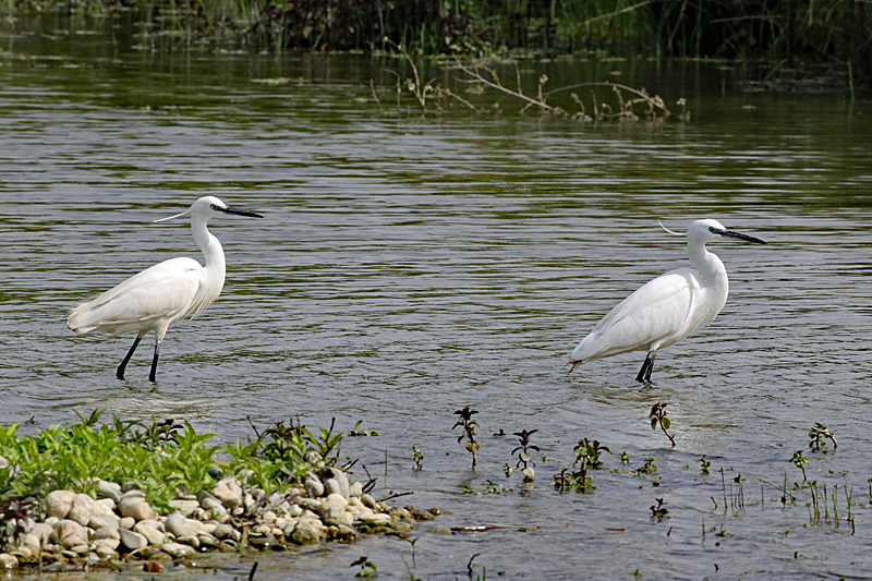 Le domaine des oiseaux ! - Aigrettes garzettes