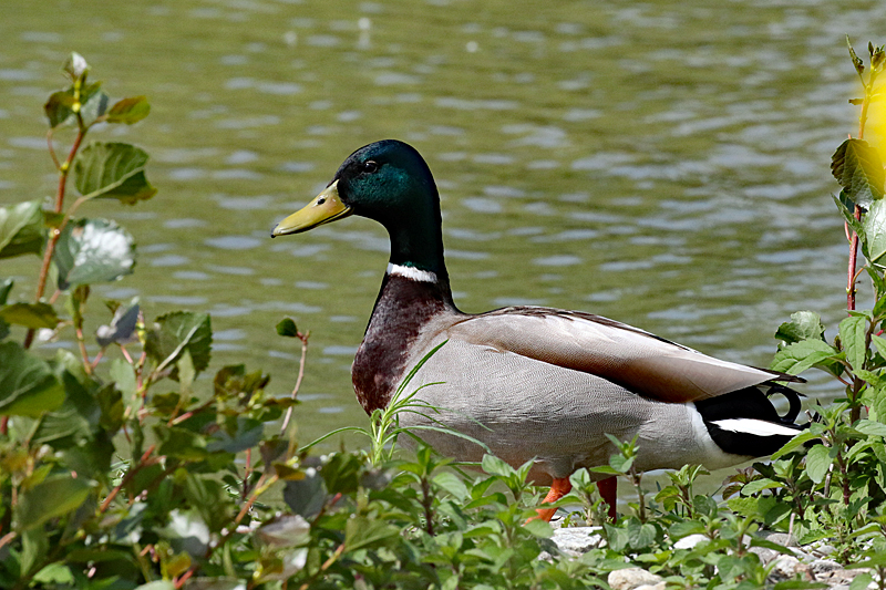 Le domaine des oiseaux ! - Canard colvert mâle