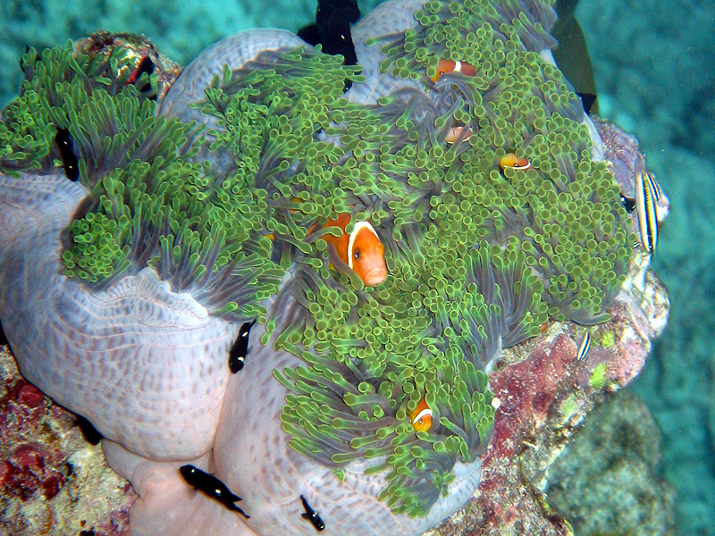 Photo Maldives
