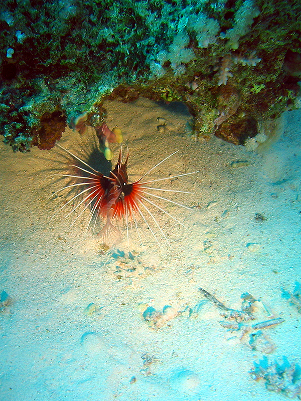 Plongée n° 2