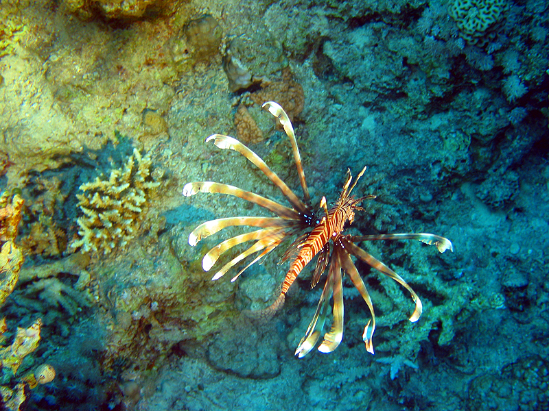 Plongée n° 2