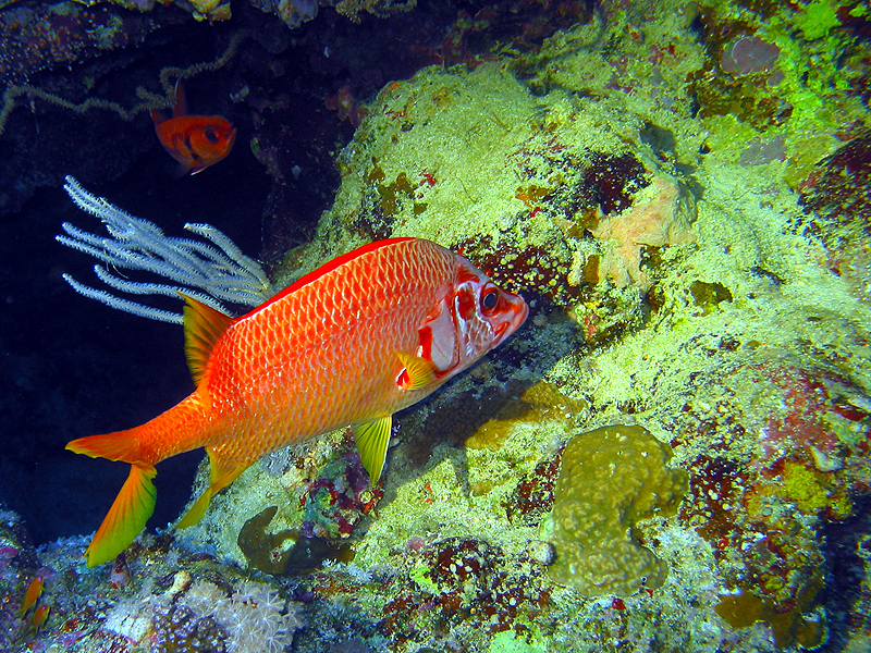 St John s - Marignan sabre