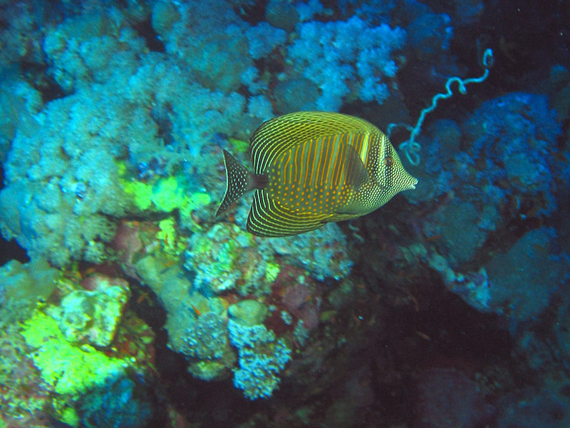 Plongée n° 6