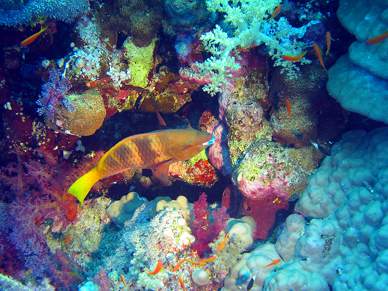 Plongée n° 7