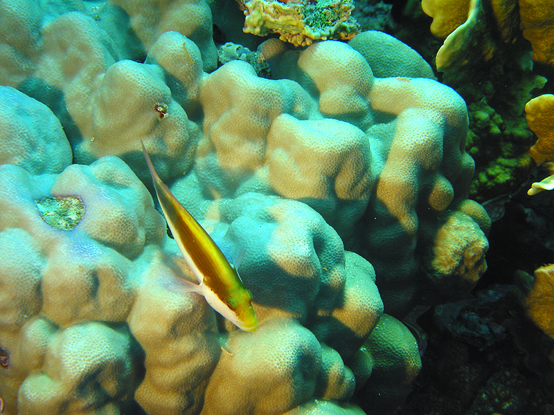 Plongée n° 7
