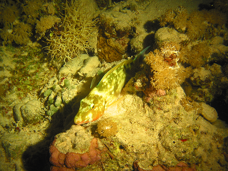 Plongée n° 9