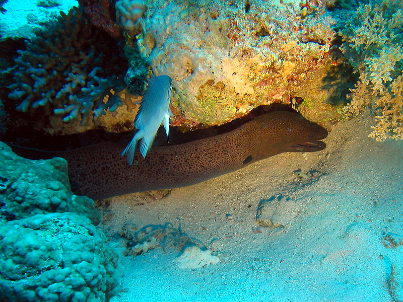 Plongée n° 11
