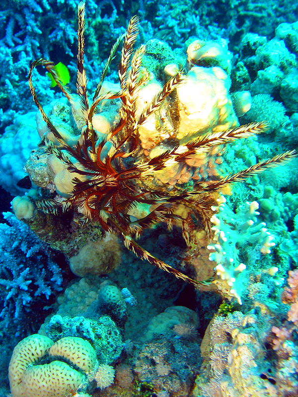 Plongée n° 12
