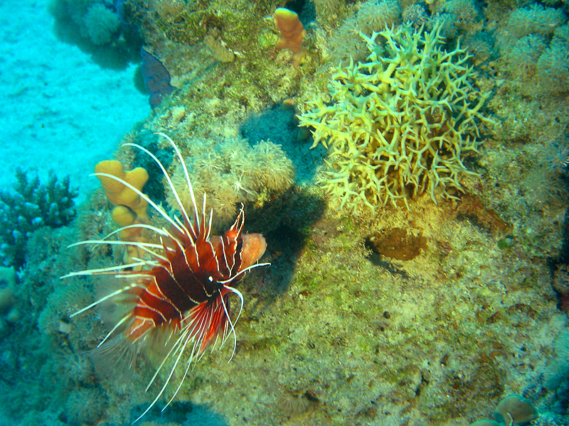Plongée n° 12