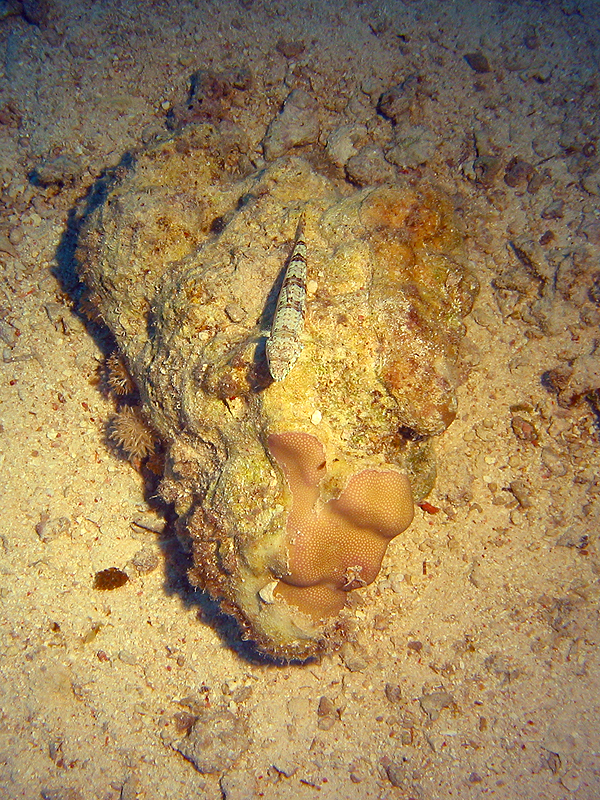 Plongée n° 12