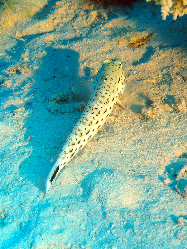 Plongée n° 16