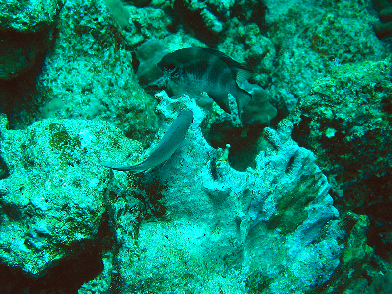 Plongée n° 17