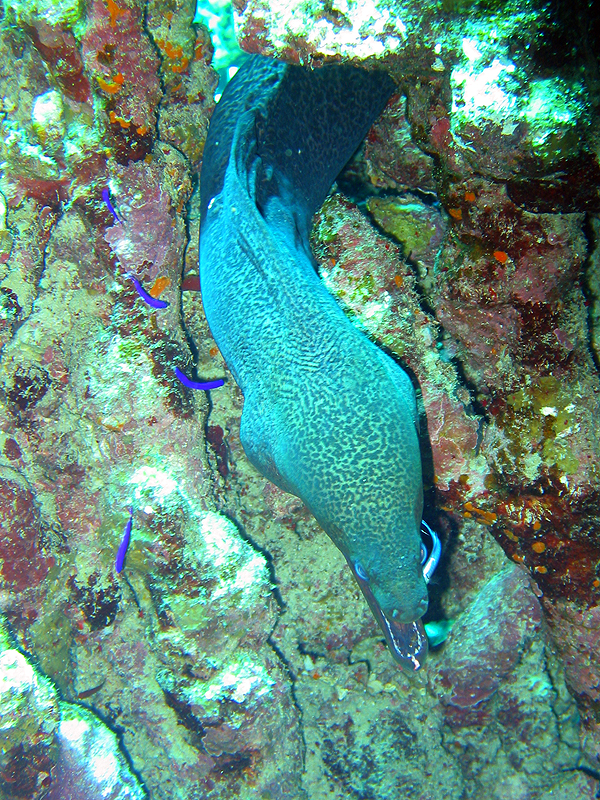 Plongée n° 17