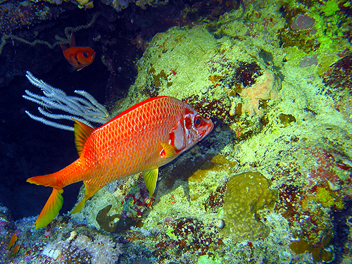 MER ROUGE SUD - Plongée n° 3