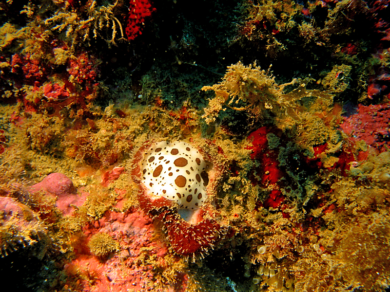 Llança - Doris dalmatien