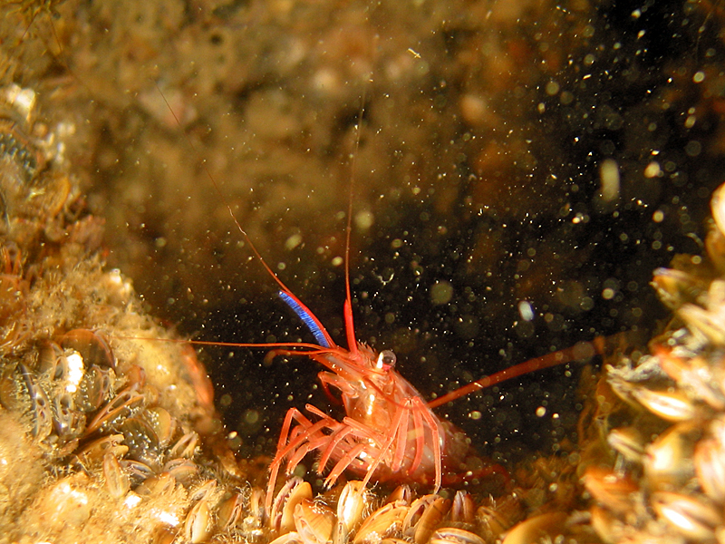 Arcachon - Crevette