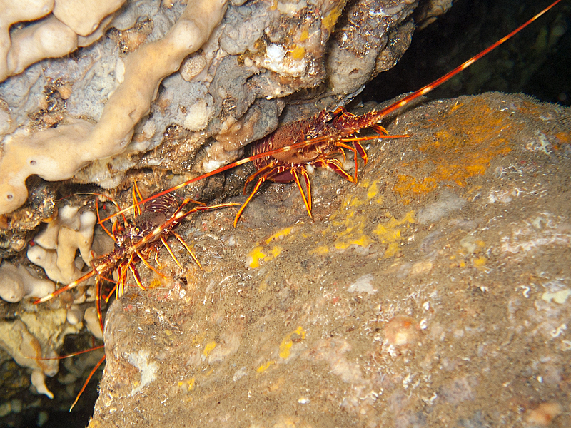 Marseille - Langoustes