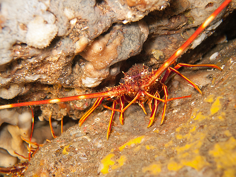 Marseille - Langouste