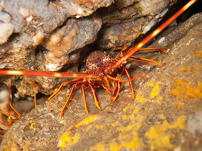 Marseille - Langouste