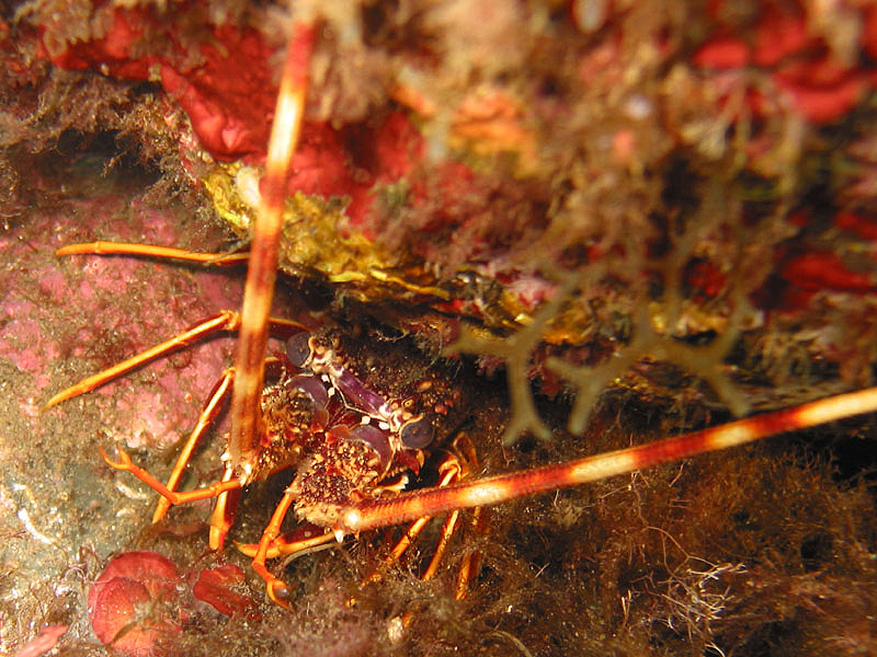 Llança - Langouste