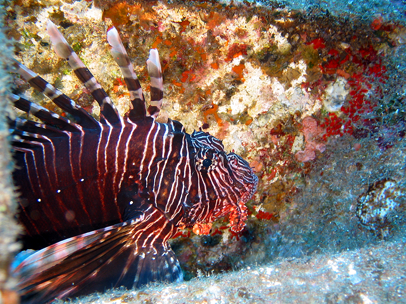 La Réunion - Poisson lion