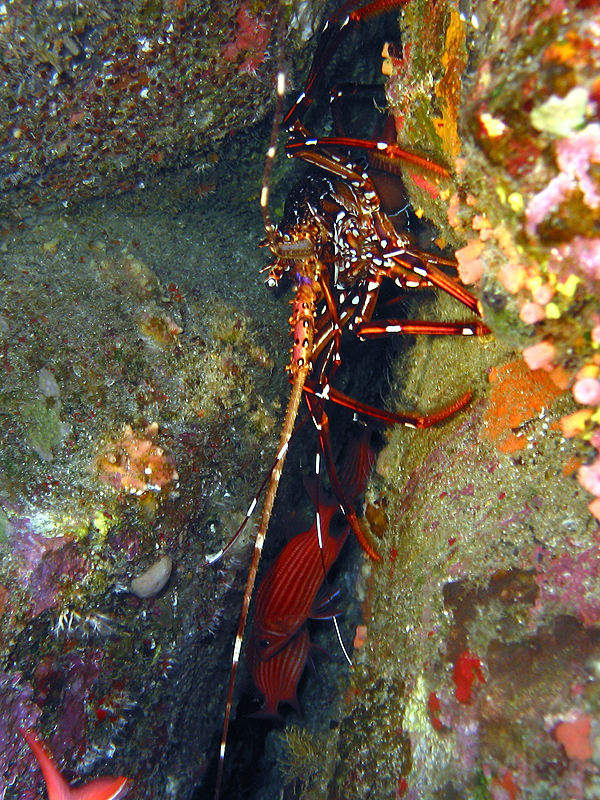 La Réunion - Langouste