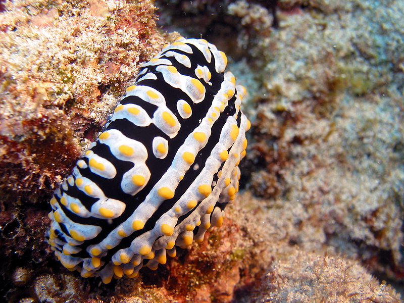 La Réunion - Phyllidia arabica