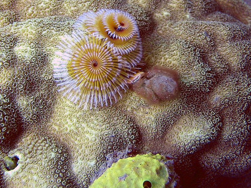 Martinique - Spirobranches