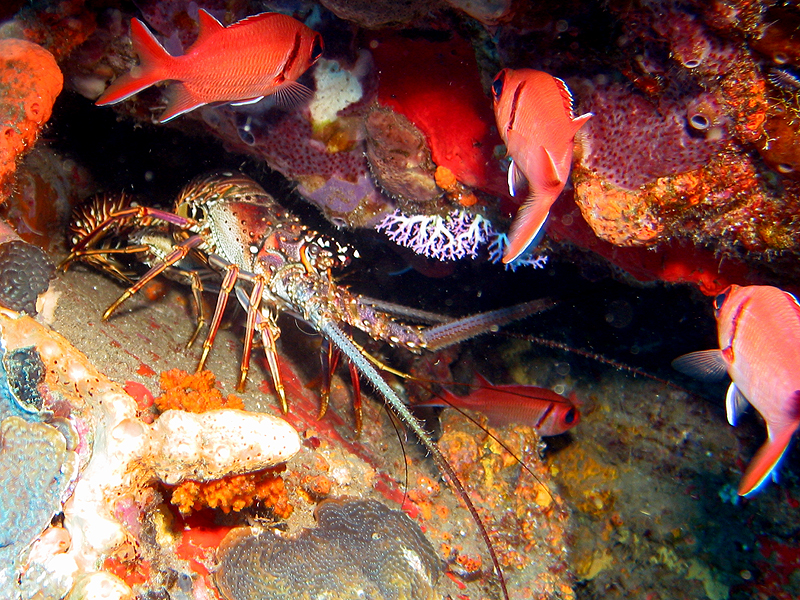 Martinique - Langoustes royales